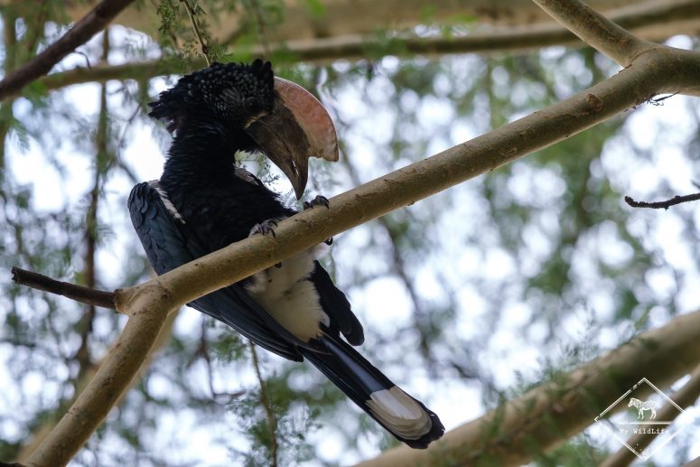 Calao à joues d'argent