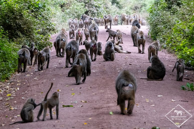 Des babouins par centaine