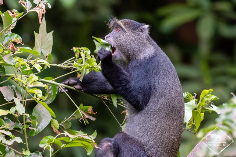 Singe bleu, parc national du lac Manyara
