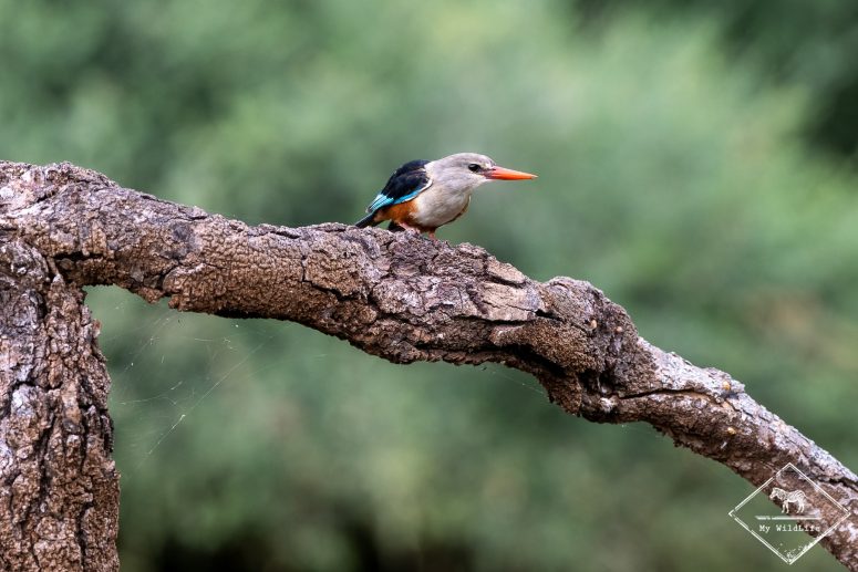 Martin pêcheur à tête grise