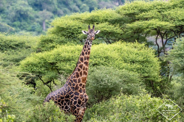 Girafe