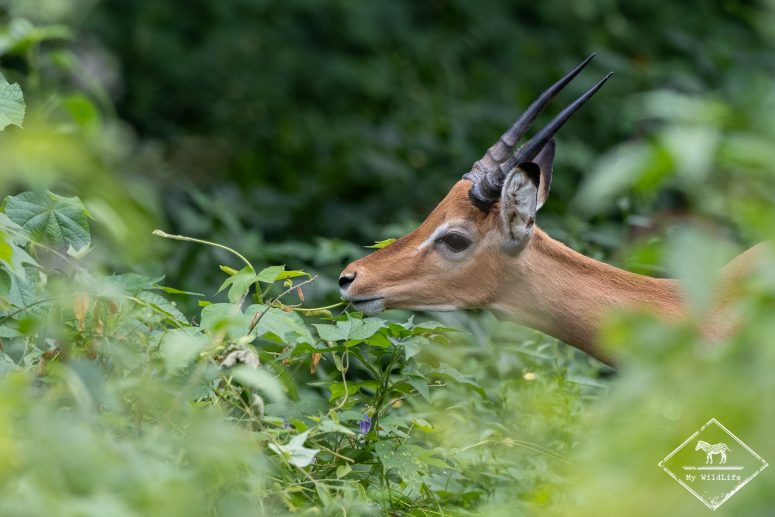 Impala, safari au lac Manyara