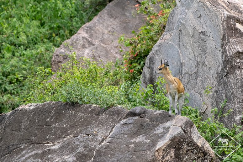 Oréotrague sauteur, lac Manyara