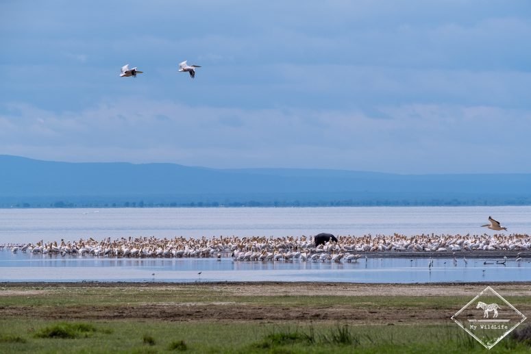Pélicans blancs, lac Manyara
