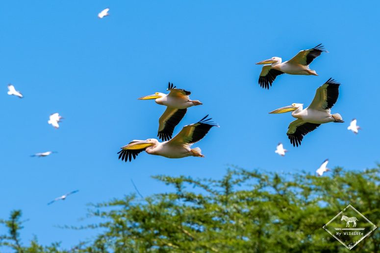 Pélicans blancs, safari au lac Manyara