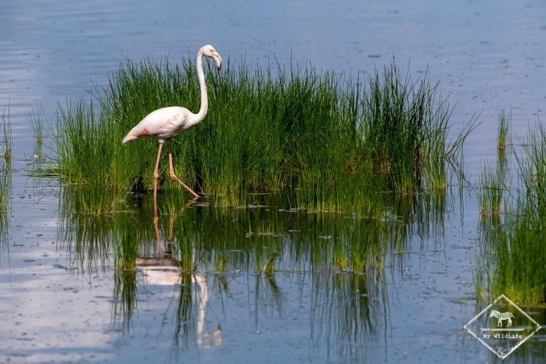 Flamant rose