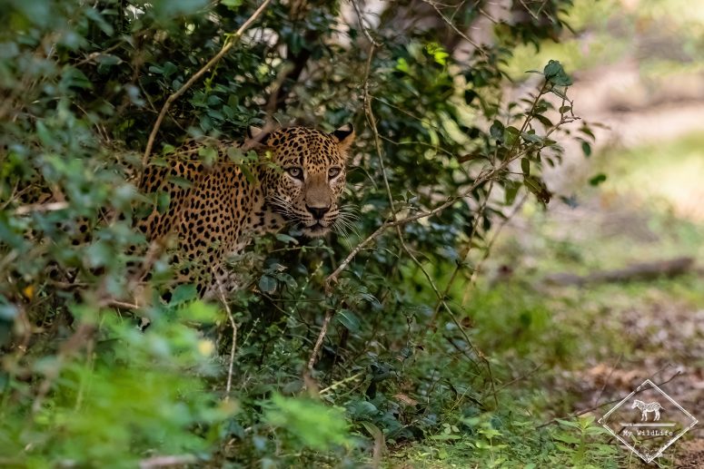 Quels animaux voir au Sri Lanka ? Le léopard