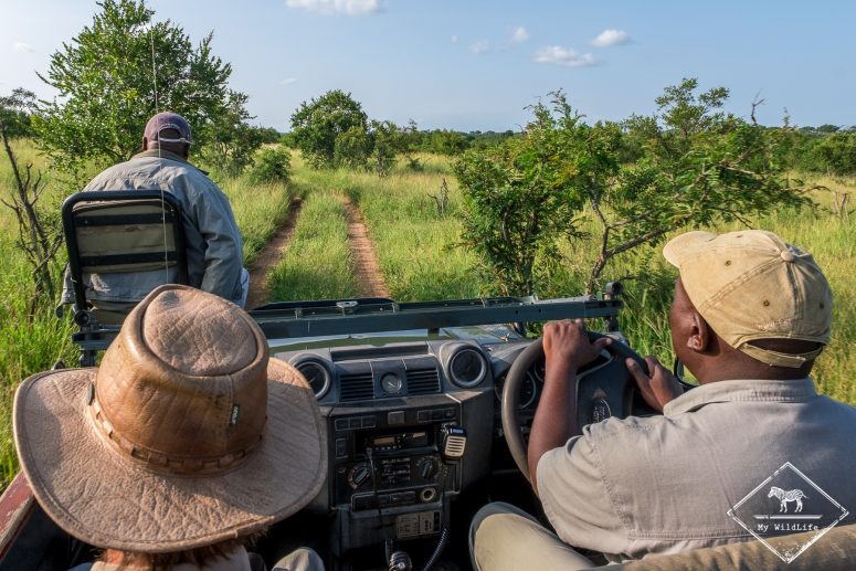 safari dans la Manyeleti Game Reserve