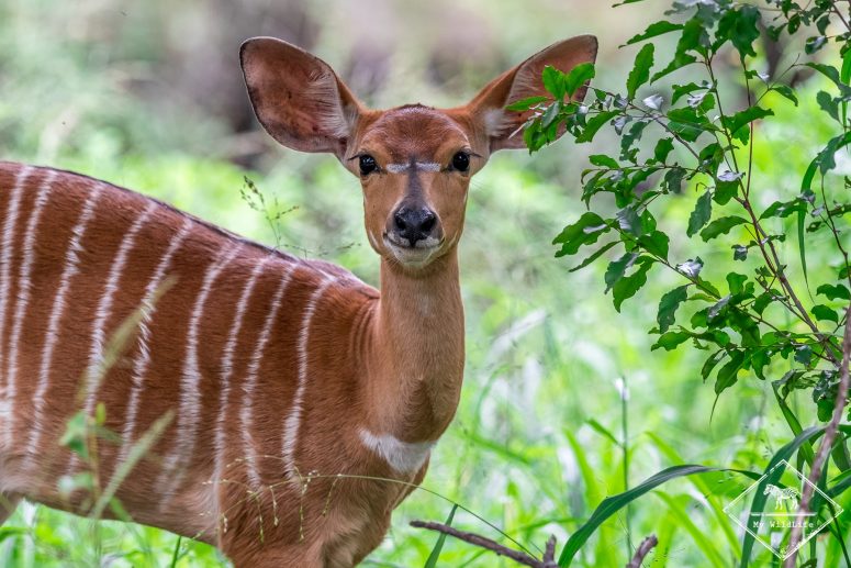 nyala