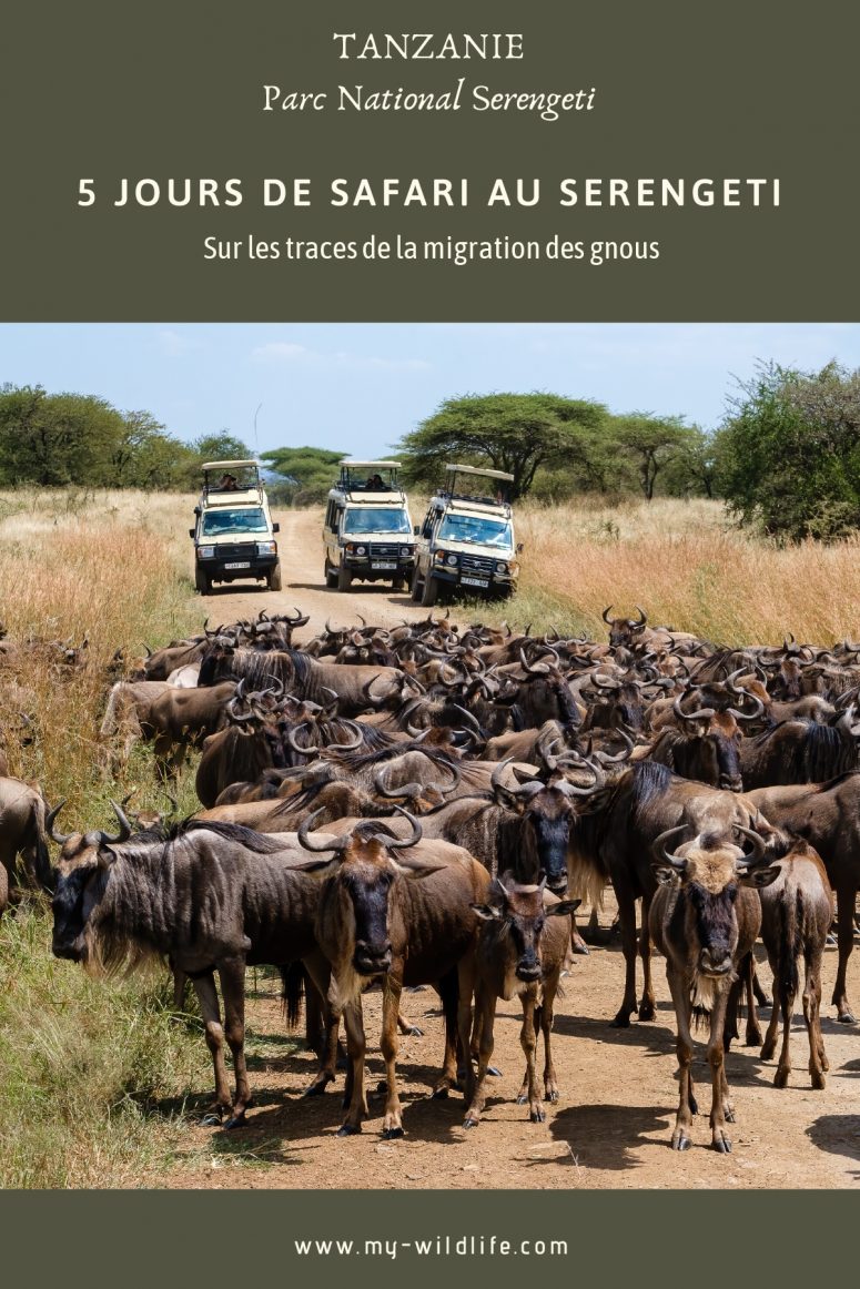 Migration des gnous, Serengeti