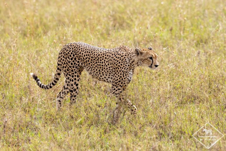 Guépard, Serengeti