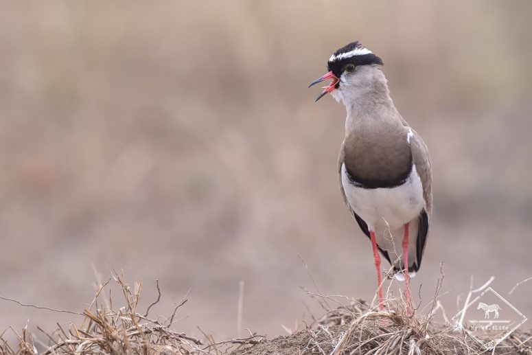 Serengeti,parc national Serengeti,migration des gnous,safari au Serengeti