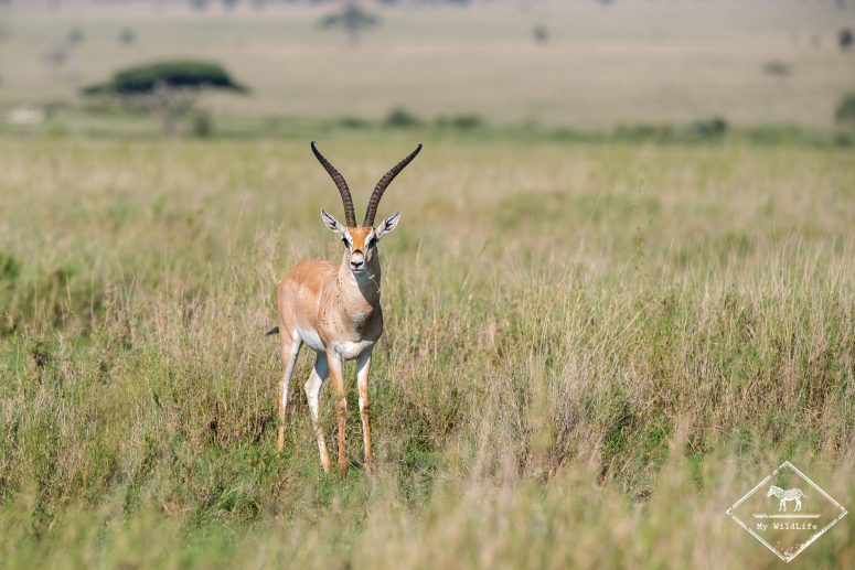 Gazelle de Grant, Serengeti