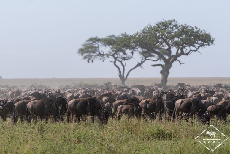 Migration des gnous, Serengeti