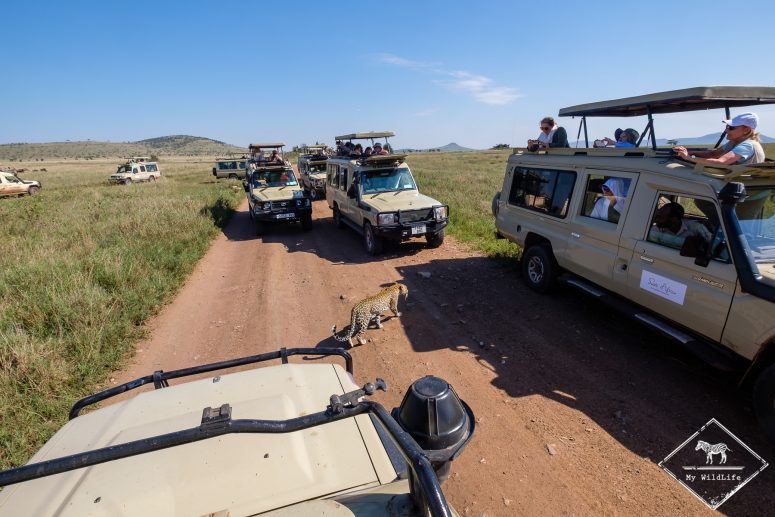 Léopard, Serengeti