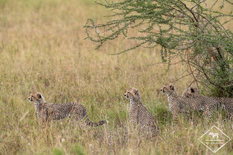 Guépardeaux, Serengeti