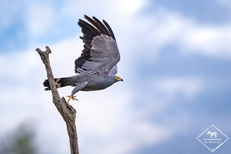 Gymnogène d’Afrique, Serengeti