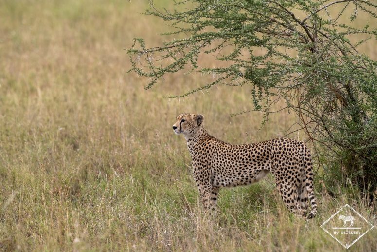 Guépard, parc national Serengeti