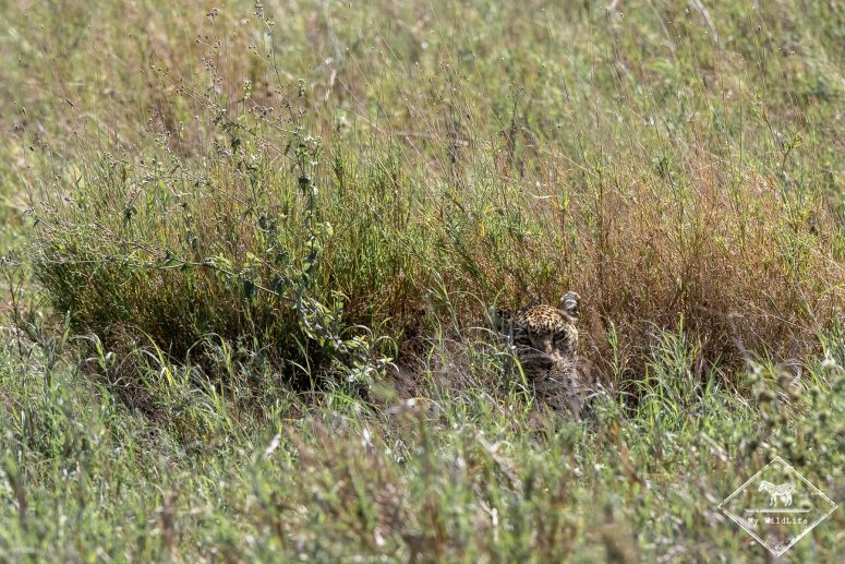 Léopard, Serengeti