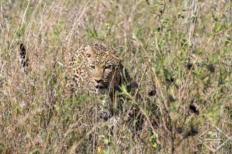 Léopard, Serengeti