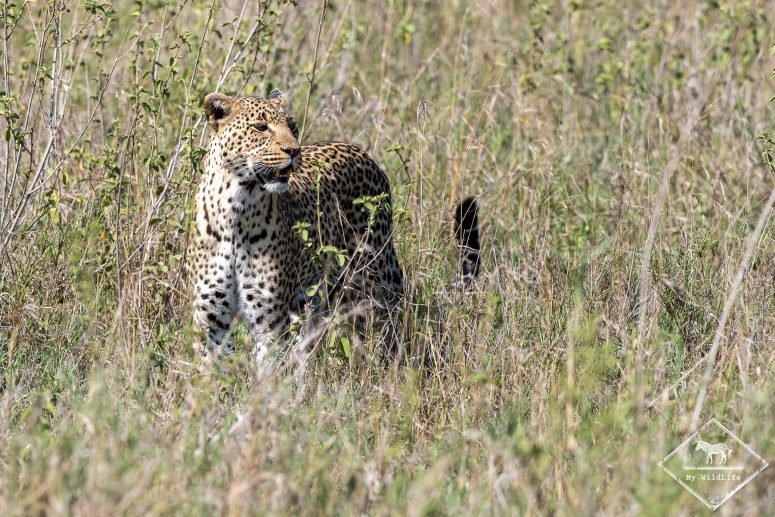 Léopard, Serengeti