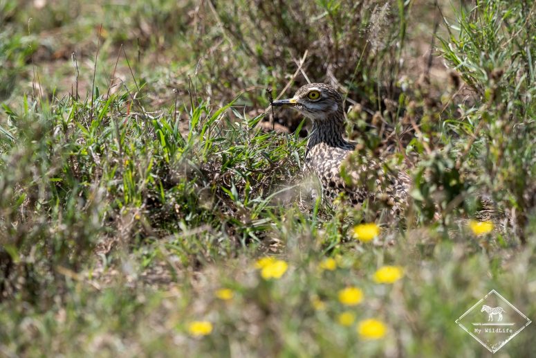 Oedicnème tachard, Serengeti