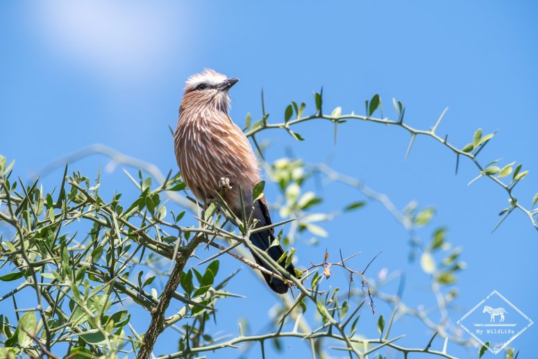 Rollier Varié, Serengeti