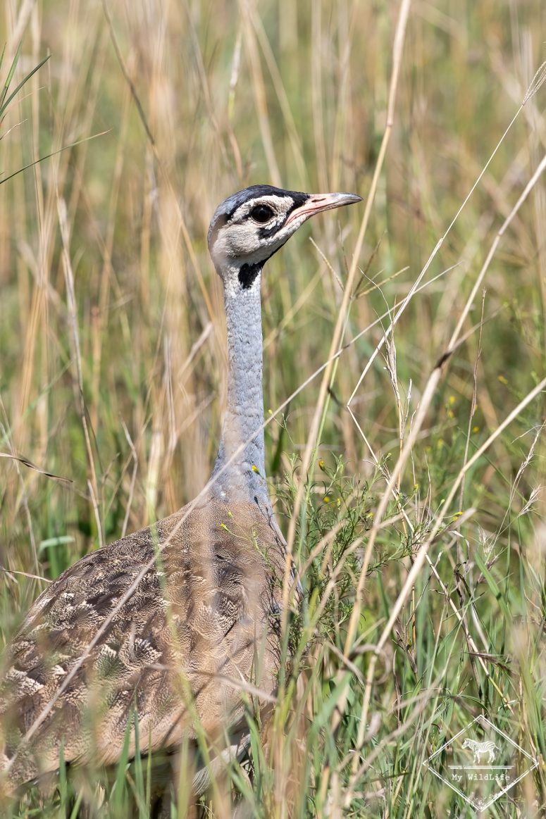 Outarde du Sénégal