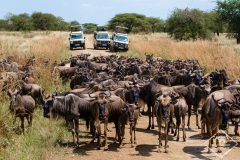 Safari au Serengeti sur les traces de la migration des gnous
