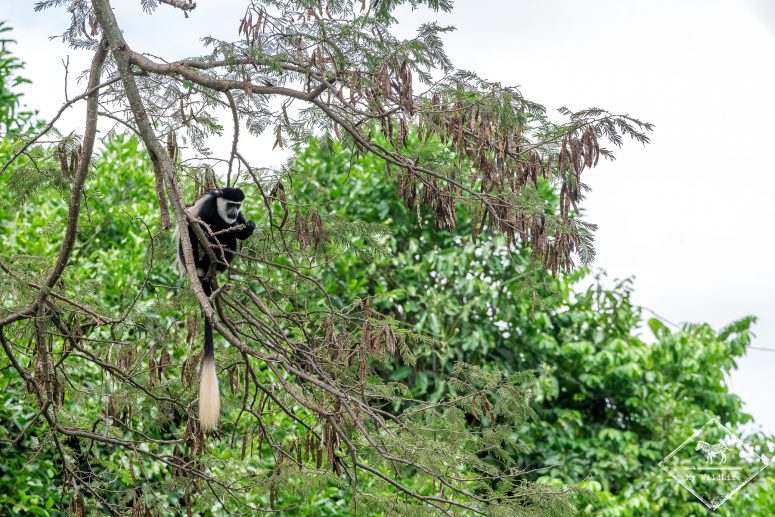 Colobe Guereza, Serengeti