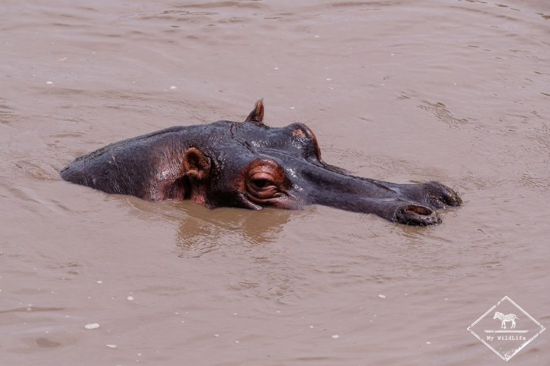 Hippopotame