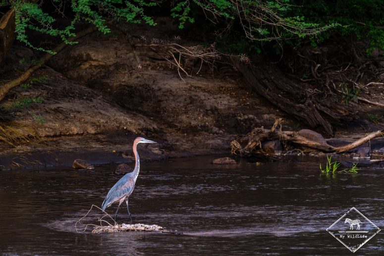 Héron Goliath, rivière Grumeti