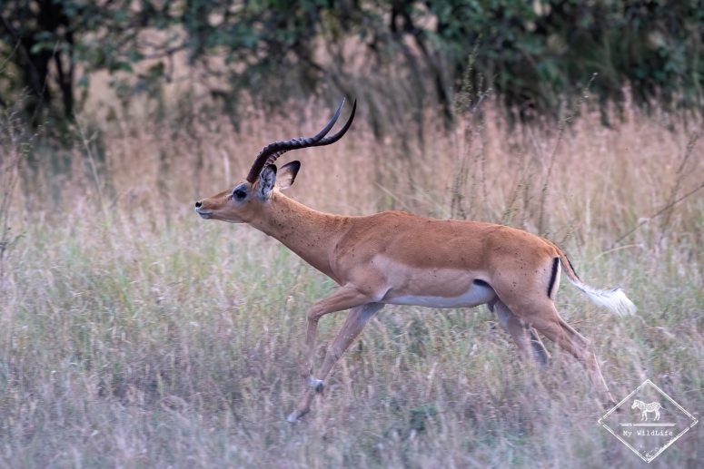 Impala