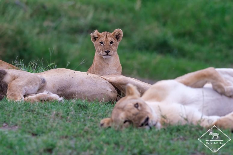 Lion, Serengeti