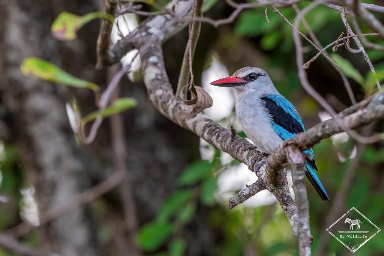 Martin-chasseur du Sénégal