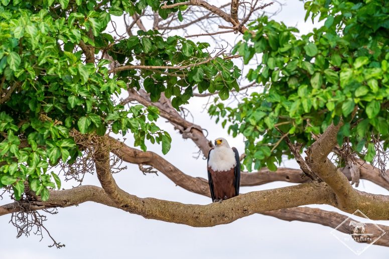 Pygargue vocifère, Serengeti