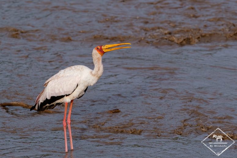 Tantale ibis, Serengeti