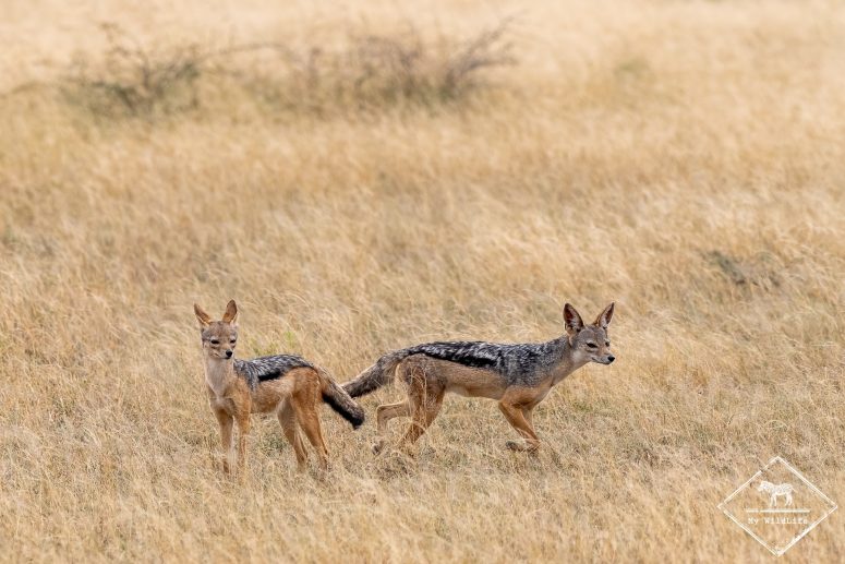 Chacals à chabraque, Serengeti