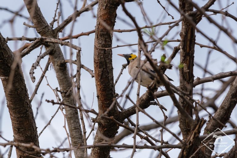 Etourneau caronculé, Serengeti