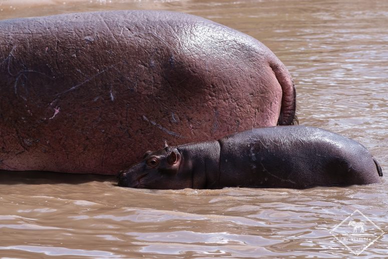 Retima hippo Pool