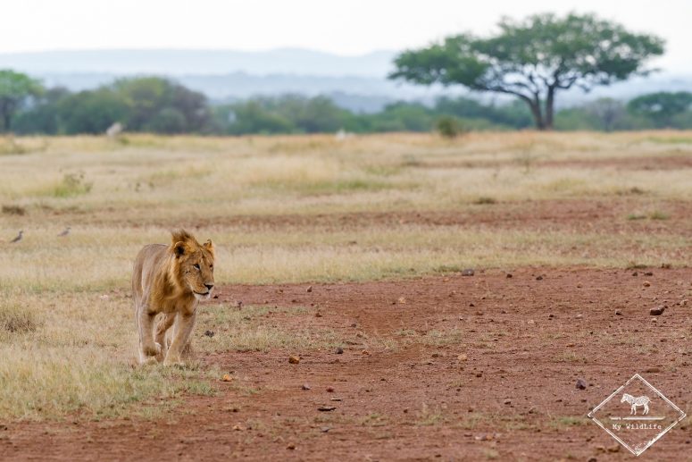 Lion, Serengeti