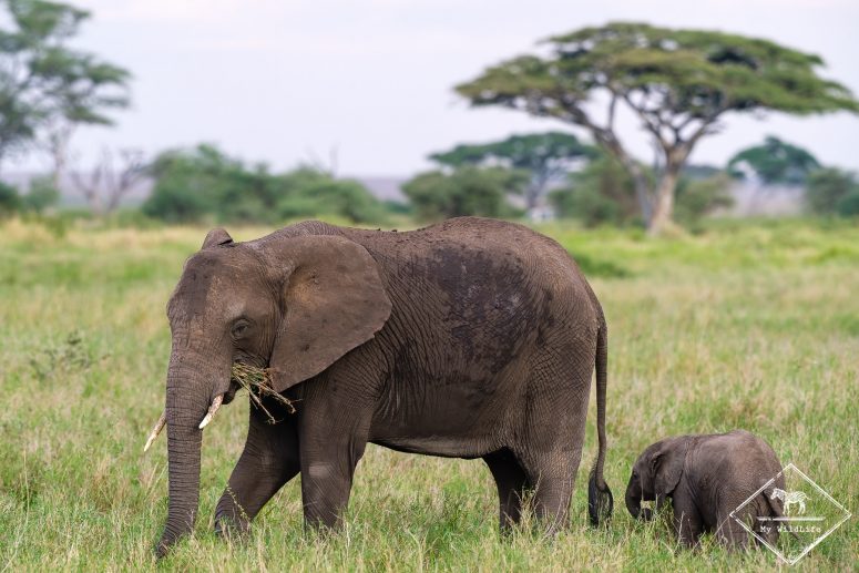 Eléphants, Serengeti