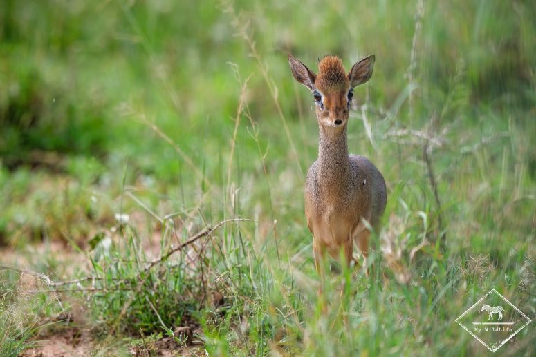 Dik-dik, Serengeti