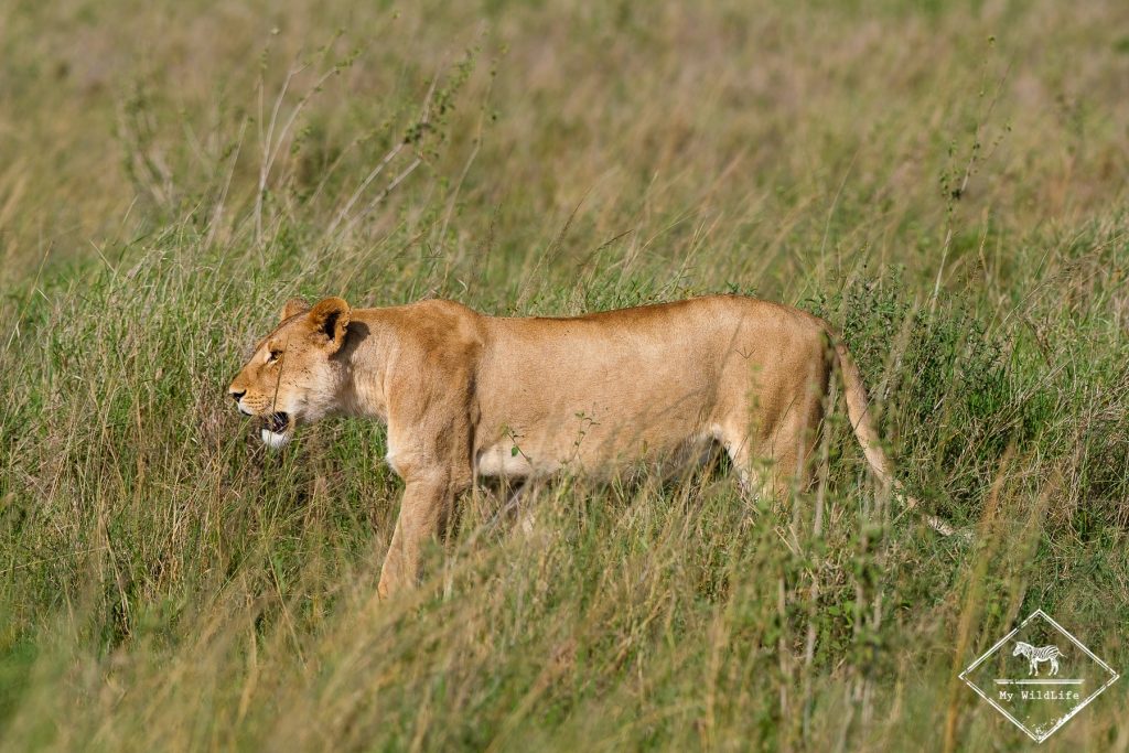 Lionne, Serengeti