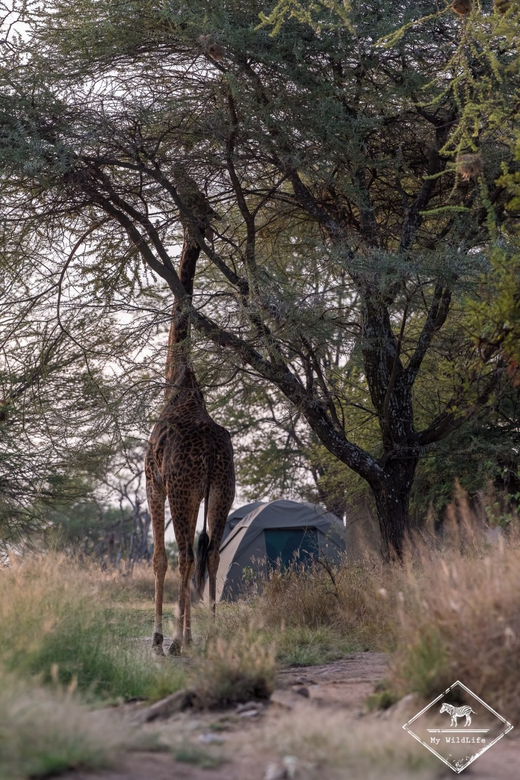 Girafe, camping de Seronera