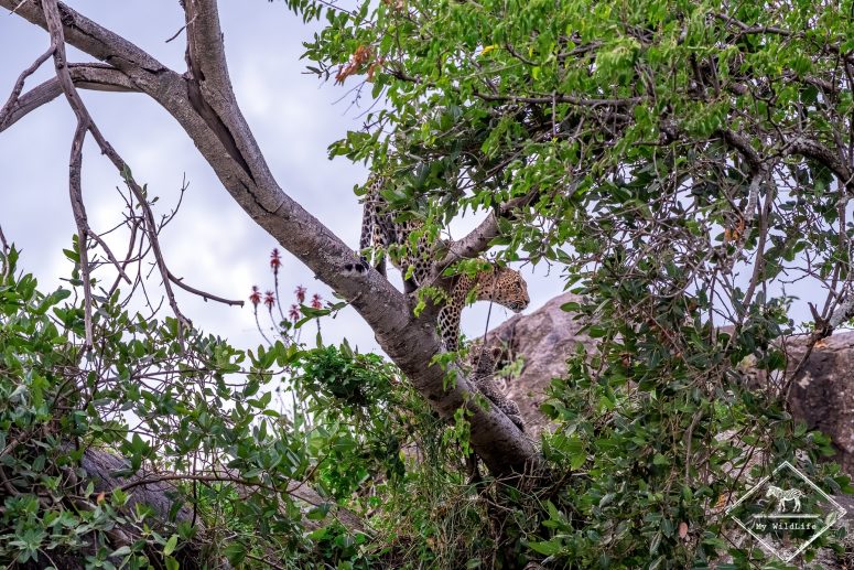 Léopards, Serengeti