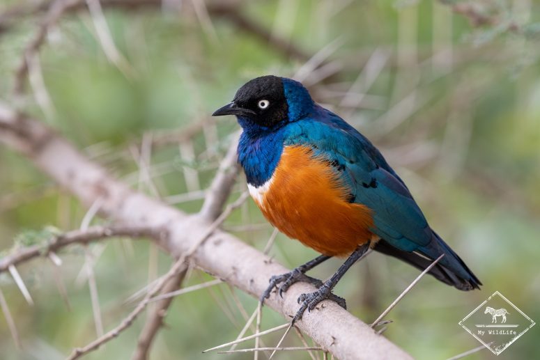 Choucador superbe, Serengeti