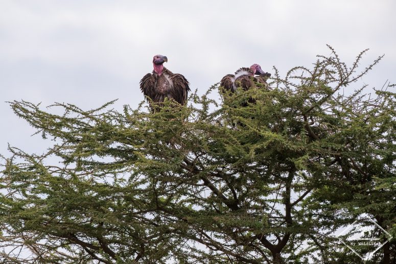 Vautours Oricou, Serengeti