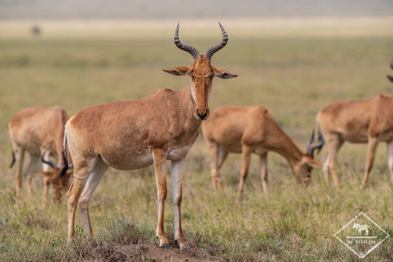 Bubales de Coke, Serengeti