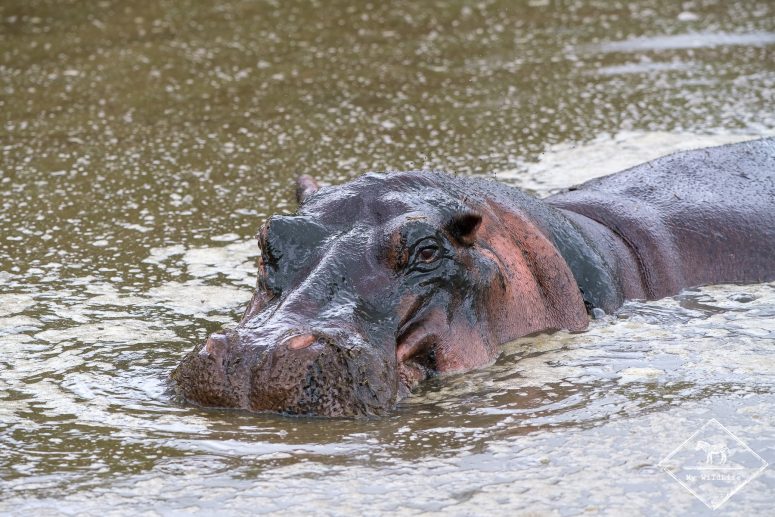 Hippopotame, parc national Serengeti